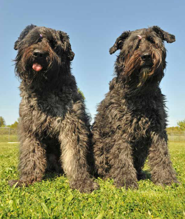 Bouvier des Flandres