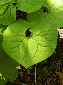 Canadian wild ginger (Asarum canadense) leaf detail in a Riverdale ecological garden by garden muses-not another Toronto gardening blog