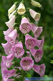 Digitale pourpre - Grande Digitale - Digitalis purpurea