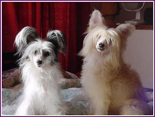 世界で最も醜い犬コンテスト。カリフォルニアで開催。