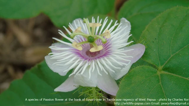 Vine flower in the forest