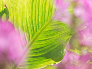 Landesgartenschau Bad-Lippspringe Blumen