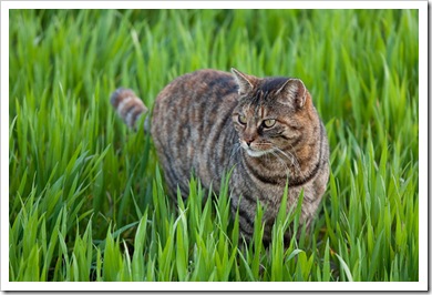 tabby cat in the grass