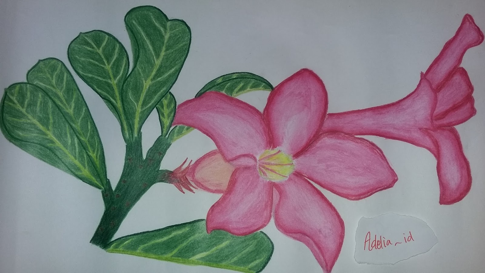 MY ART Bunga Kamboja