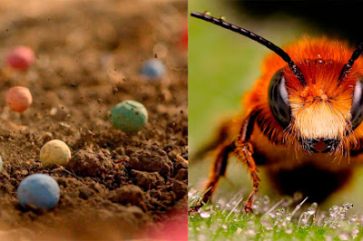 Bombardeo de semillas de colores para salvar a las abejas