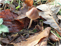 Conical Brittlestem, Parasola conopilus