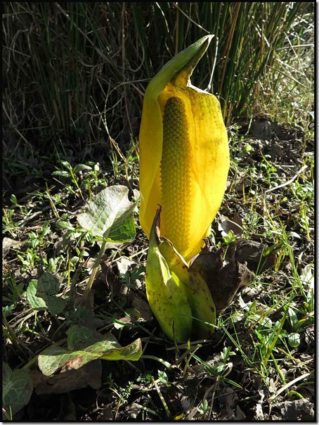 Skunk Cabbage 2668skunkcab1