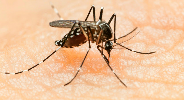 Alerta a turistas en Semana Santa por aumento casos de dengue, zika y chikunguña