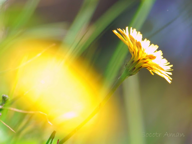 Taraxacum officinale