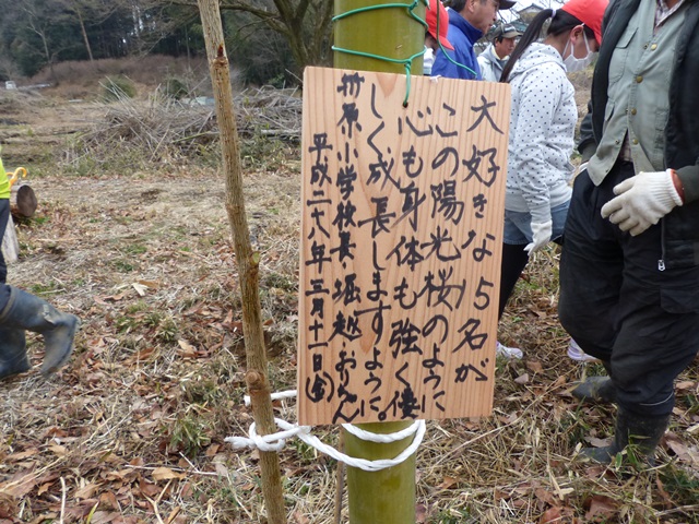 ６年生 陽光桜苗木植え