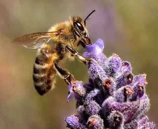 1001 Gambar Keren  Gambar Lebah 