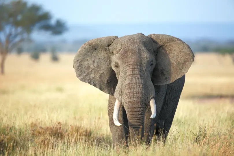 हाथी: भारत का राष्ट्रीय विरासत पशु | Elephant: National Heritage Animal of  India in hindi | हिंदीदेसी 