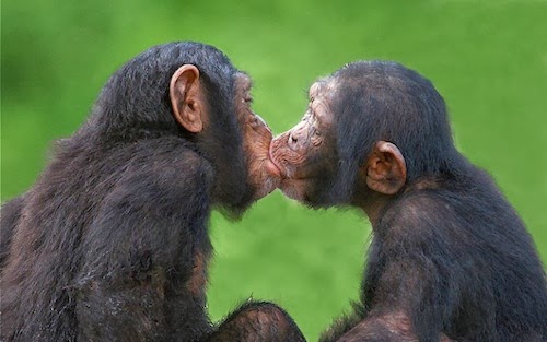 fotos animais adoráveis fofos se beijando beijo romântico Chimpanzés