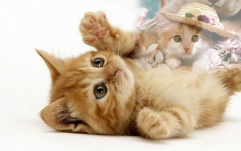 Gambar dan meme lucu : gambar kucing lucu galau