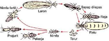 Termite life cycle.