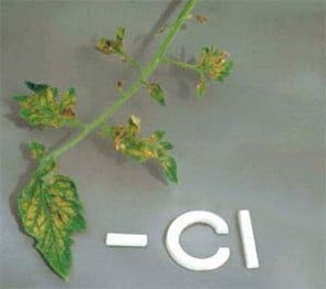 Cây trồng thiếu Clo (CI)
