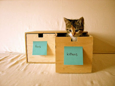 How to Organize Your Cats Seen On www.coolpicturegallery.us