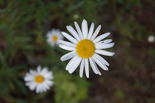 Single Daisy