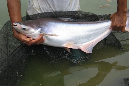 cara budidaya ikan patin di kolam terpal,cara budidaya ikan lele,ikan patin di kolam tembok,ikan patin pdf,ikan patin di kolam beton,ikan patin organik,ikan gurame,ikan nila,