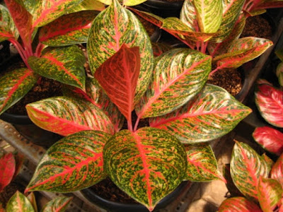 Aglaonema Tiara