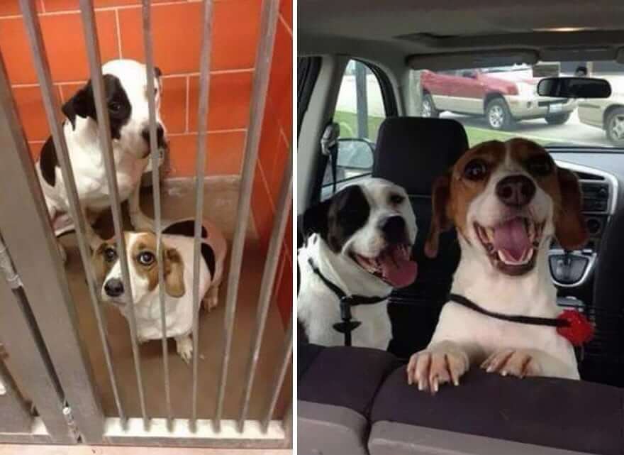 11 Adorable Before And After Dog Adoption Pictures