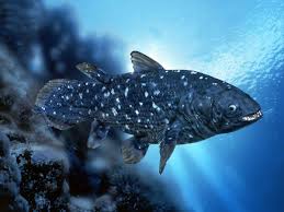 Coelacanth