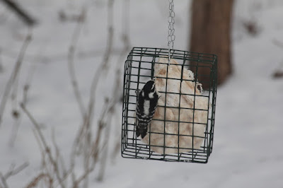 woodpecker at suet feeder