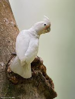 Burung Jenis ini Terancam Punah Juga