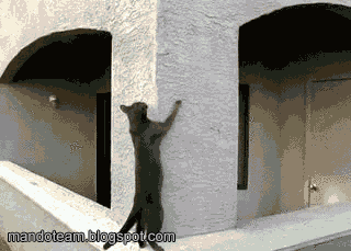 spidercat