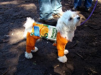 dog in costume