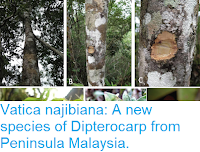 https://sciencythoughts.blogspot.com/2018/08/vatica-najibiana-new-species-of.html