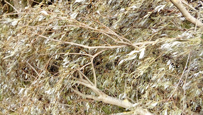 Fallen branch of a tree with green leaves 