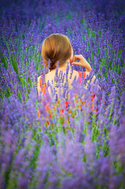 Valensole-Campi di lavanda al tramonto