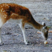 Deer photograph