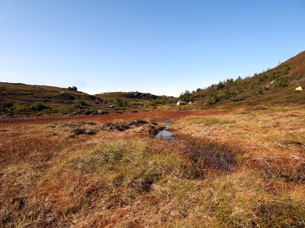 Gyranfisen svarttjernkollen vikerfjell