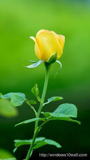 3D Rose Live Wallpaper Free - Android Informer. Fully 3D live