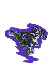 Bluebell English 
