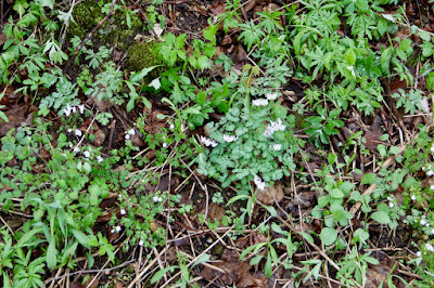 Dutchman's breeches and ???