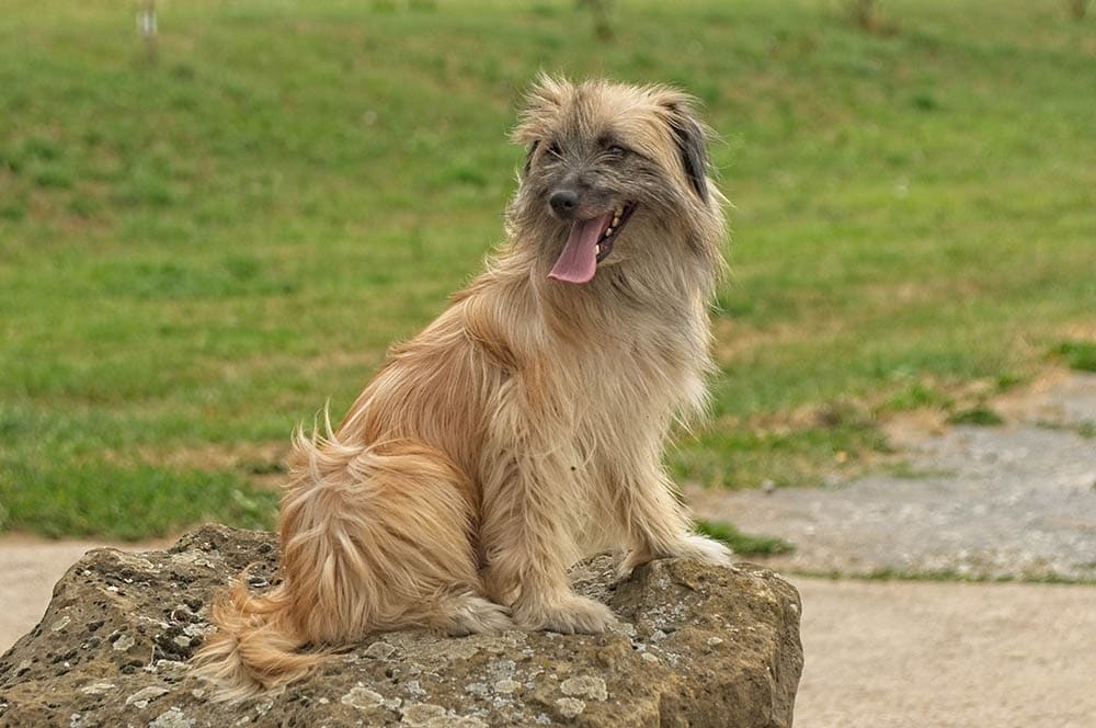 A Pyrenean Sheepdog sitting down on top of a rock