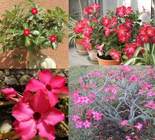 Adenium obesum, Rosa del desierto, Adenio: Cultivo,Cuidados,Poda,Reproducción