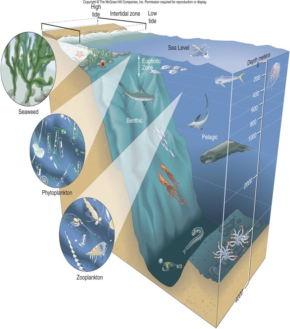Fitoplankton Zooplankton Ikan Kecil Ekosistem Hiu Paus 