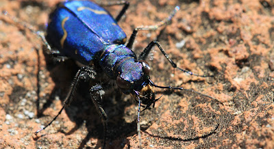 Cicindela depressula – Dispirited Tiger Beetle in Spray Park.