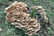 Armillaria-mellea