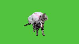 Download cat leave home green screen template