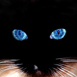 Foto kucing persia @ Digaleri.com