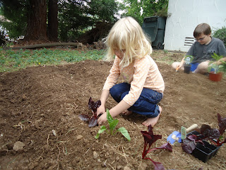Aria planting red chard