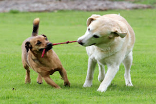 Aggression dogs