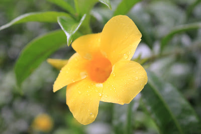 yellow flower