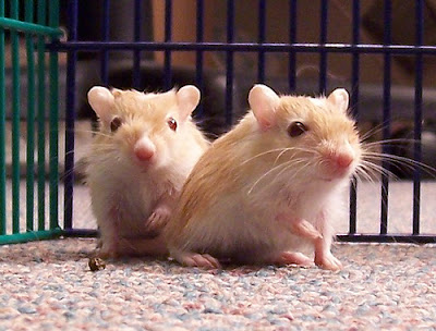 two gerbils