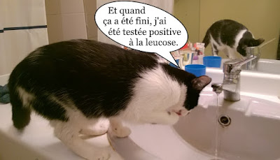 Cette chatonne a été blessée, a eu la teigne et à la leucose.